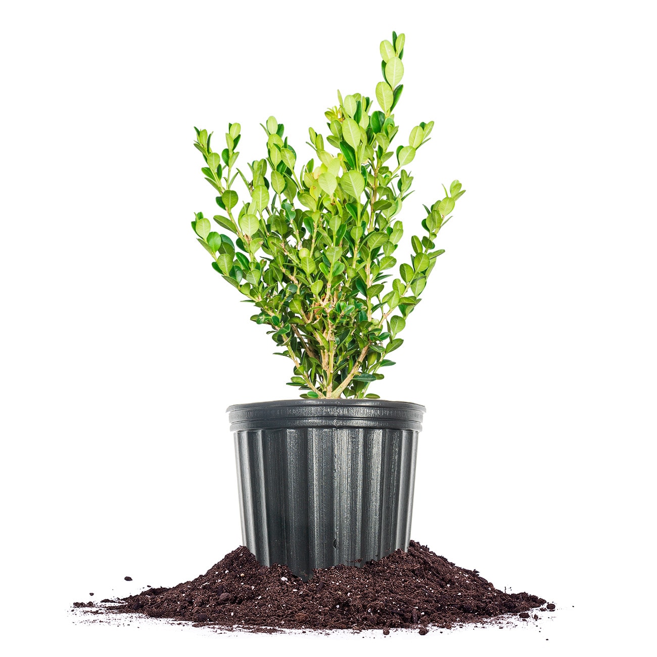 Perfect Plants LOWINTERGEMBOXWOOD1G Winter Gem Boxwood Foundation/Hedge Shrub in 1-Gallon Pot
