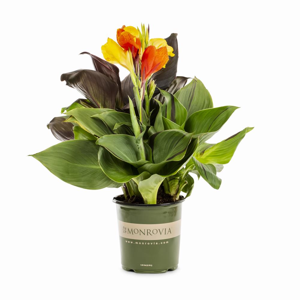 Canna Lily in 1-Gallon Pot in the Perennials department at 