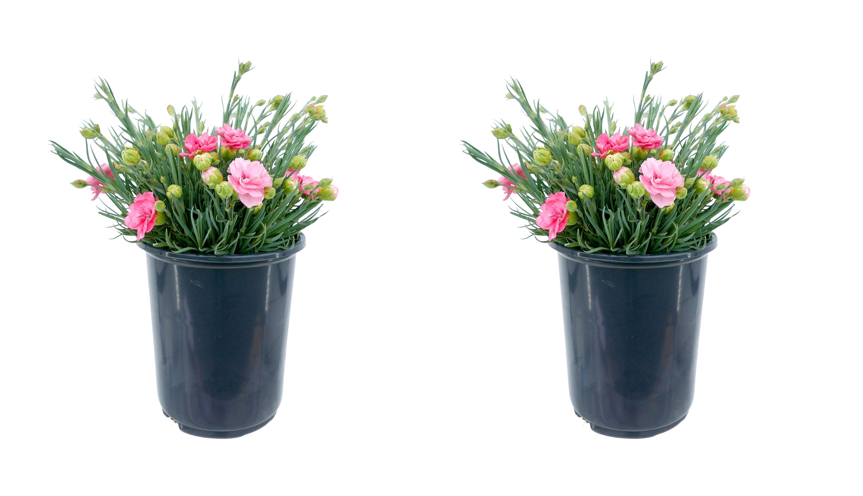2.5 -Quart Pink Carnation Scent First Romance 2 -Pack - Low Maintenance
