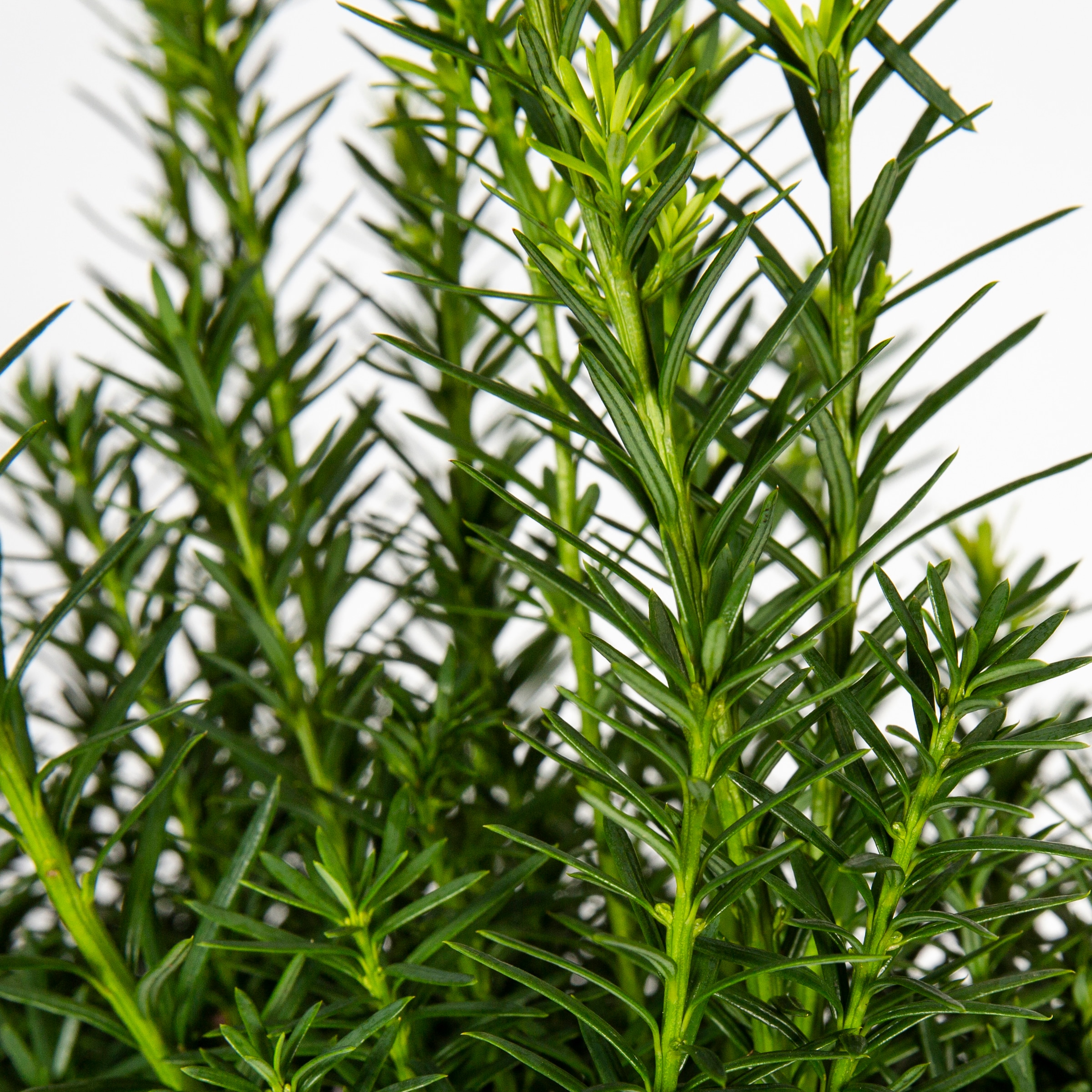 Monrovia Hicks Yew Screening Shrub In 173 Gallon Pot In The Shrubs