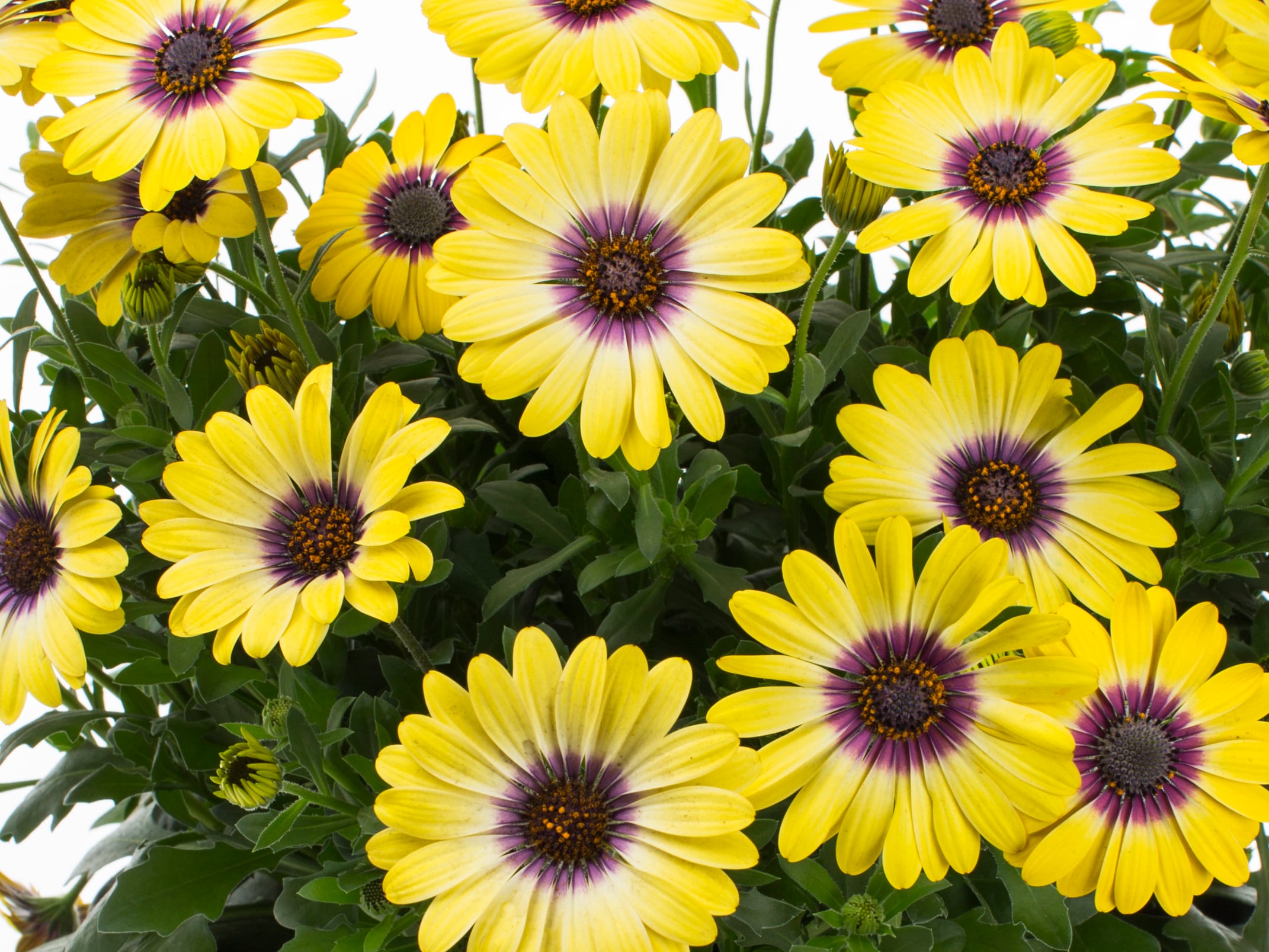 Monrovia 4701 annuals - View #2