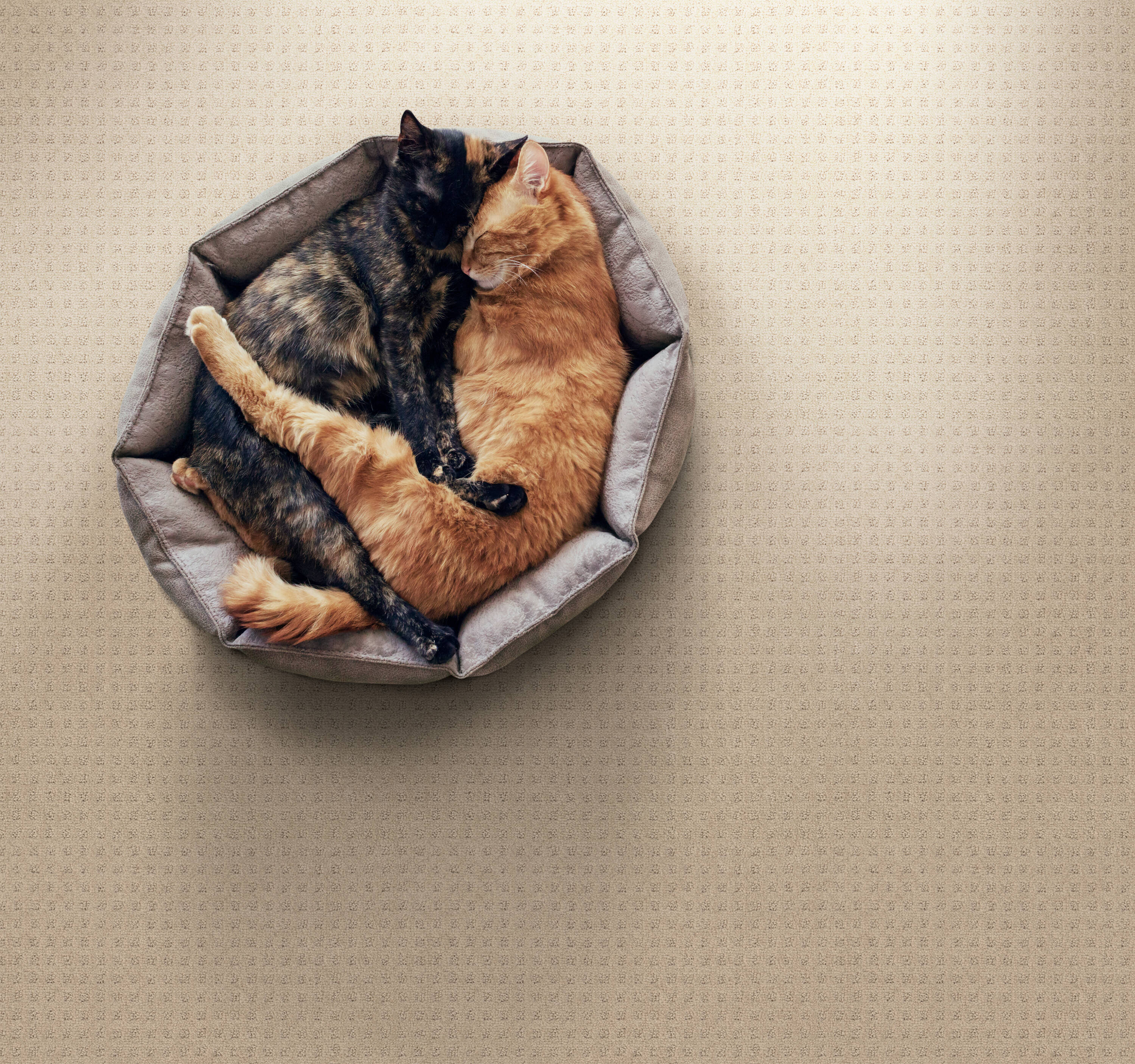STAINMASTER PetProtect 7L898 - 114 - SAMP Carpet-Samples - View #3