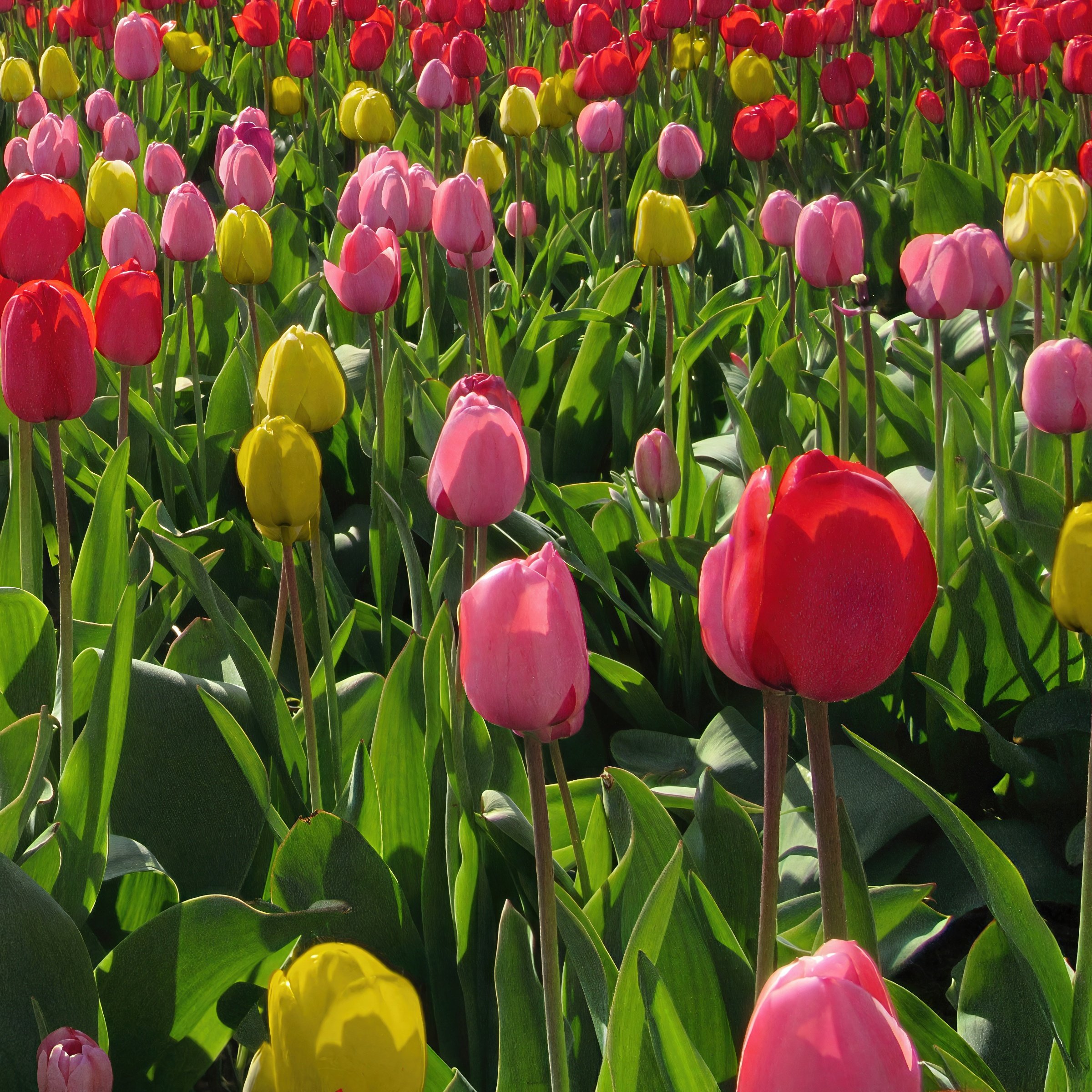 National Plant Network LW3151A Plant-Bulbs - View #2