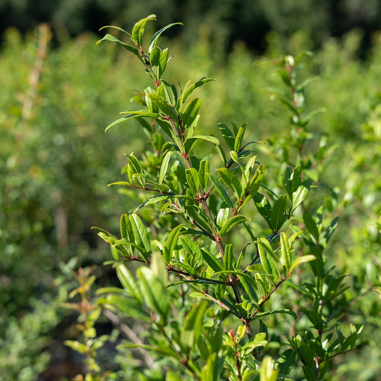 Perfect Plants LOWONDERFULPOM1G shrubs - View #8
