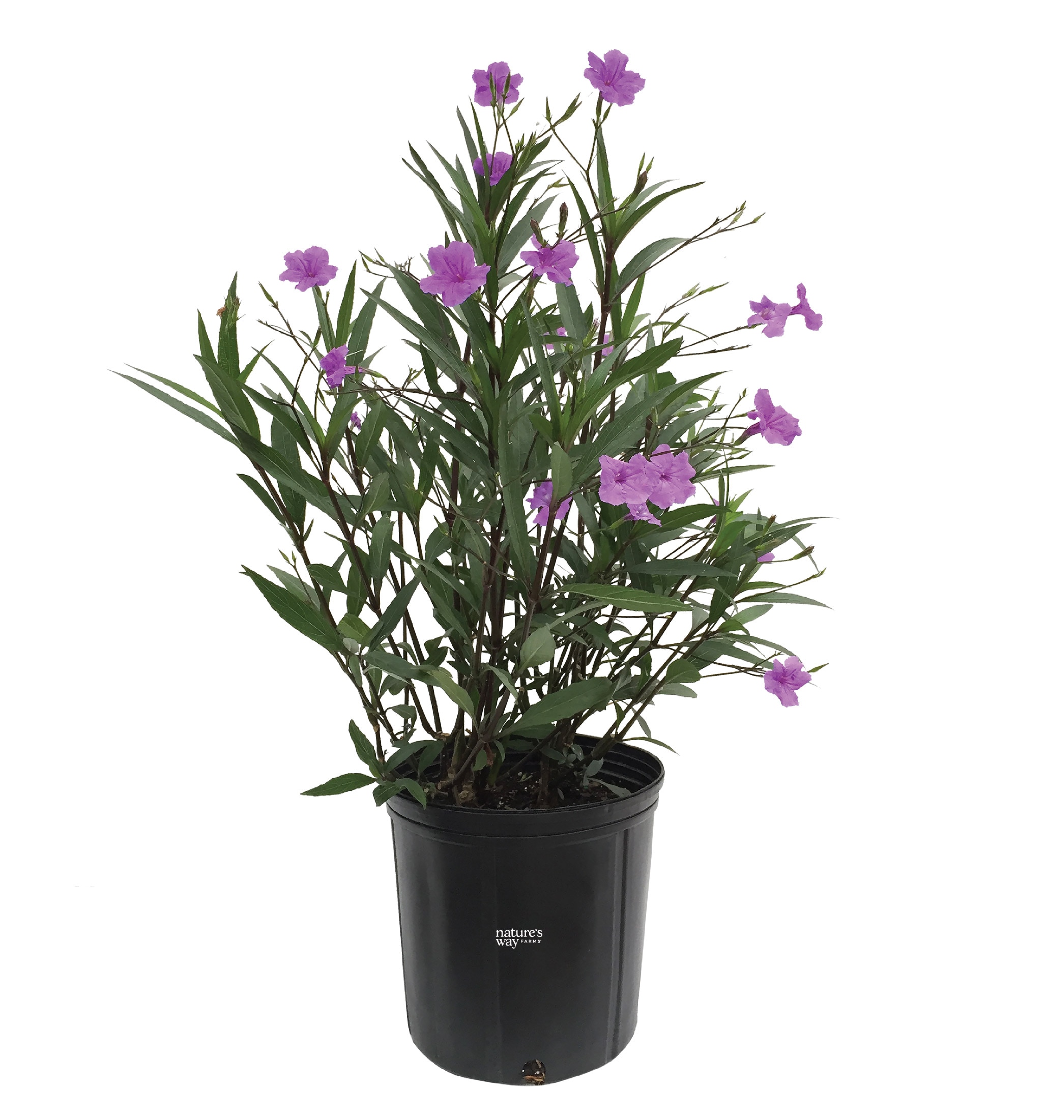  5860 Purple Mexican Petunia Plant in 10 -in Pot 1 -Pack