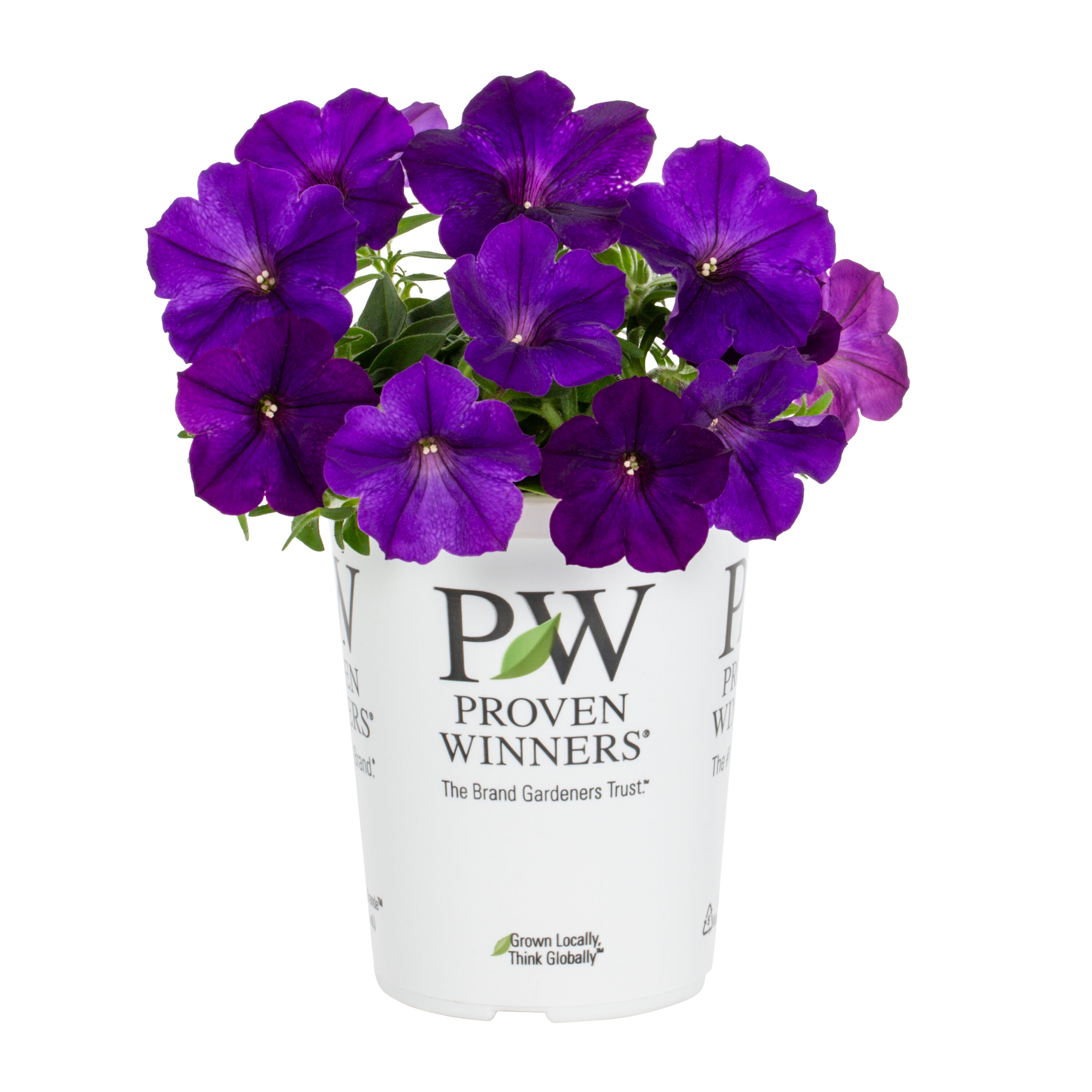 Metrolina Greenhouses Multicolor Petunia in 1.5-Pint Pot 5-Pack in the ...