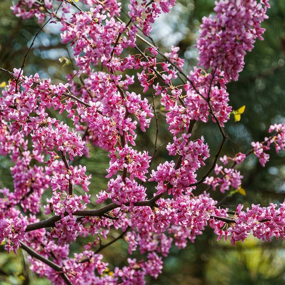  13CER5CAN trees - View #3