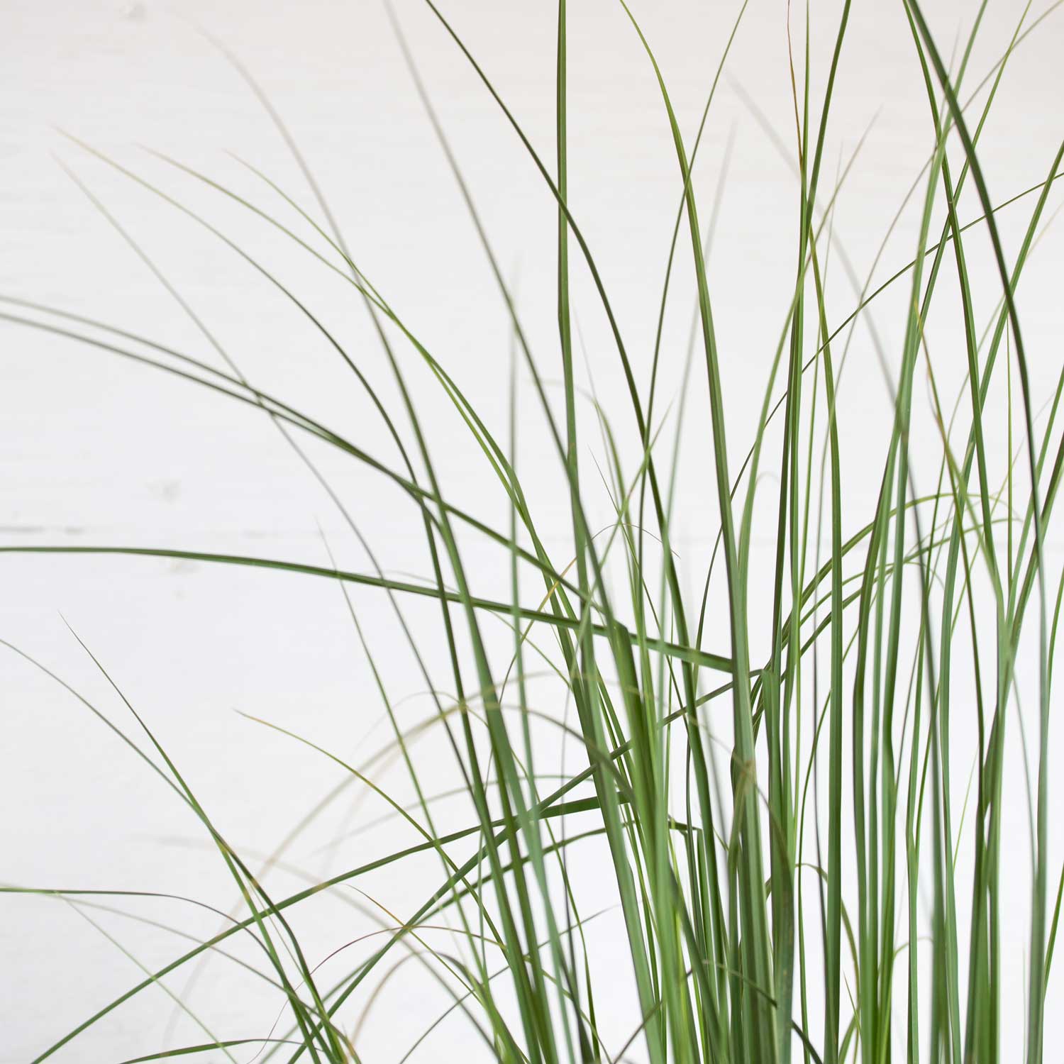 Flowerwood 1055Q-2 Ornamental-Grasses - View #2