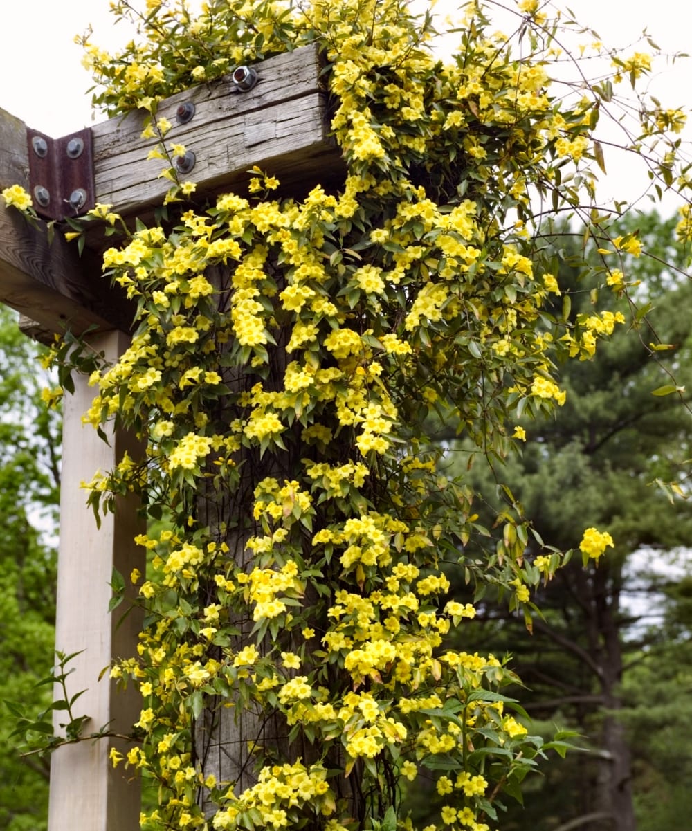 Carolina Jessamine Yellow Vines At