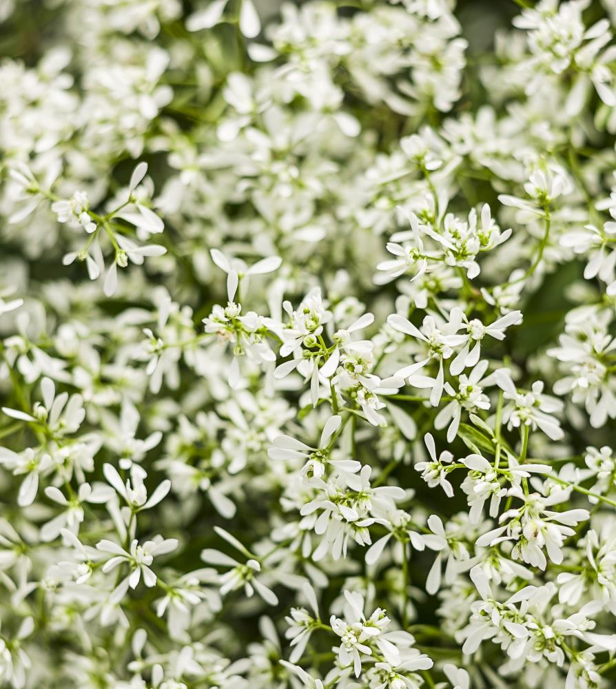 Multicolor Alyssum in 1-Pint Pot in the Annuals department at Lowes.com