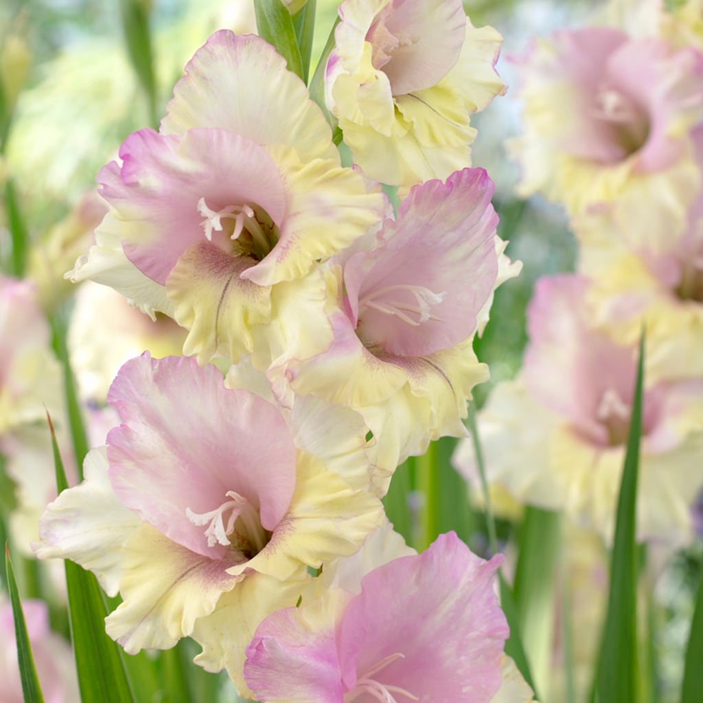 Van Zyverden 831491 Multicolor Gladiolus Large Flowering Mon Amour Bulbs 12.0 Count