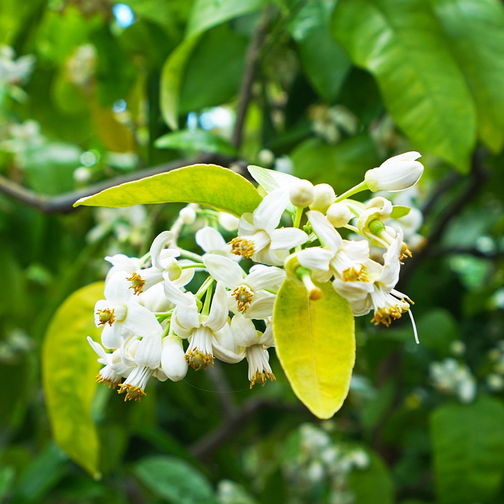 Brighter Blooms 10647 Fruit-Plants - View #3