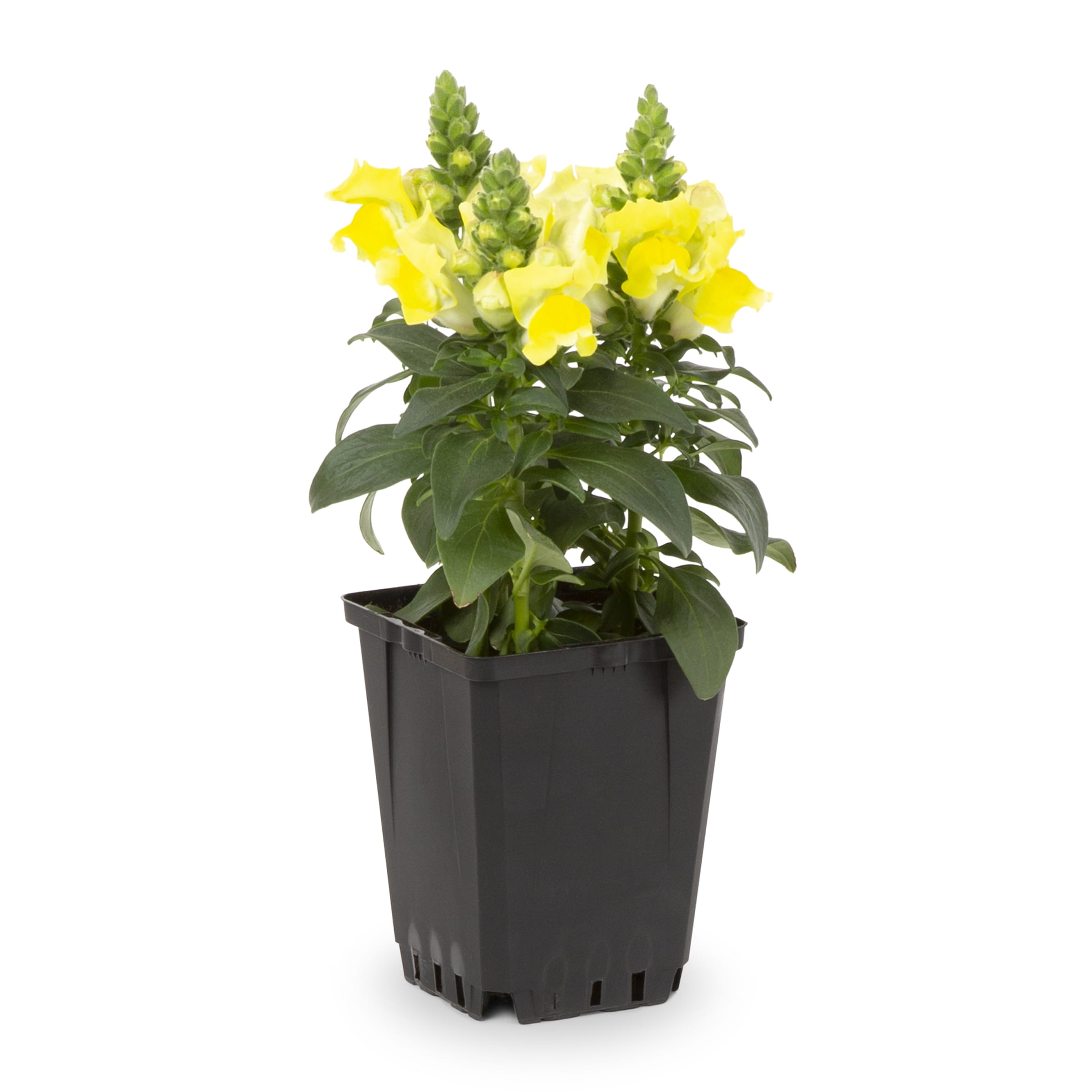Image of Angelface snapdragon in a pot on a windowsill