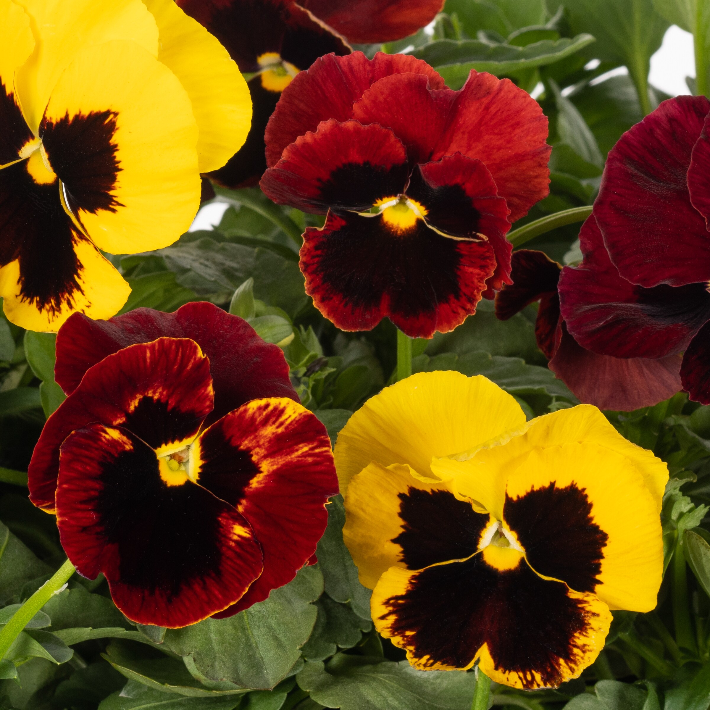 Lowe's NURSERY annuals - View #5