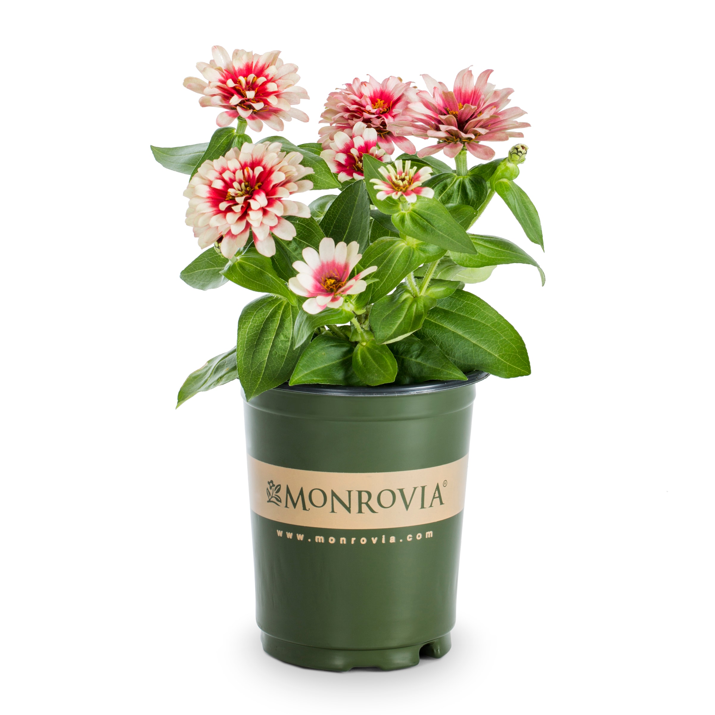 Monrovia 5751696 Multicolor Zinnia in 1.5 Pint Pot 1 -Pack