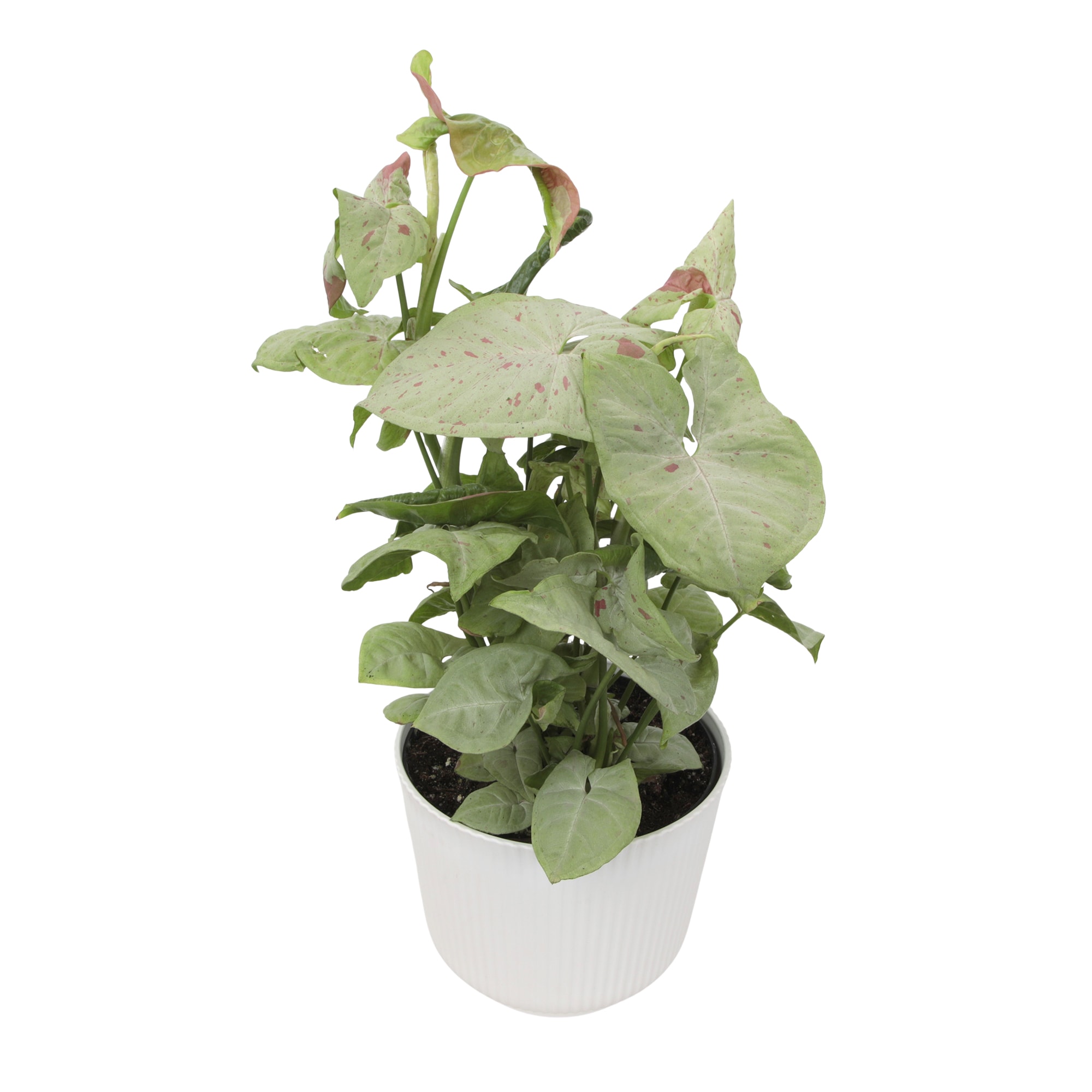 Altman Plants 0873385 hseplants - View #7