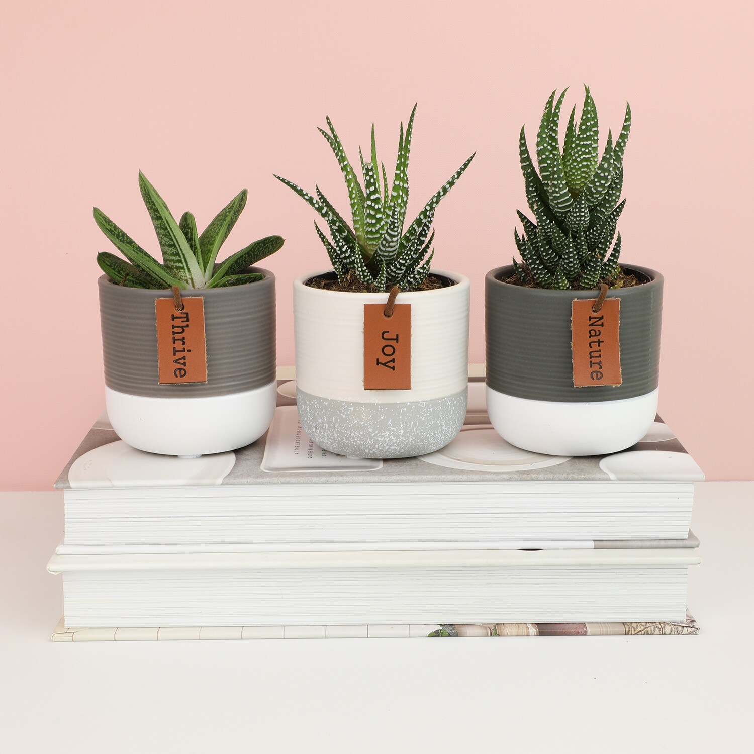 Altman Plants 0881402 Cacti-Succulents - View #6