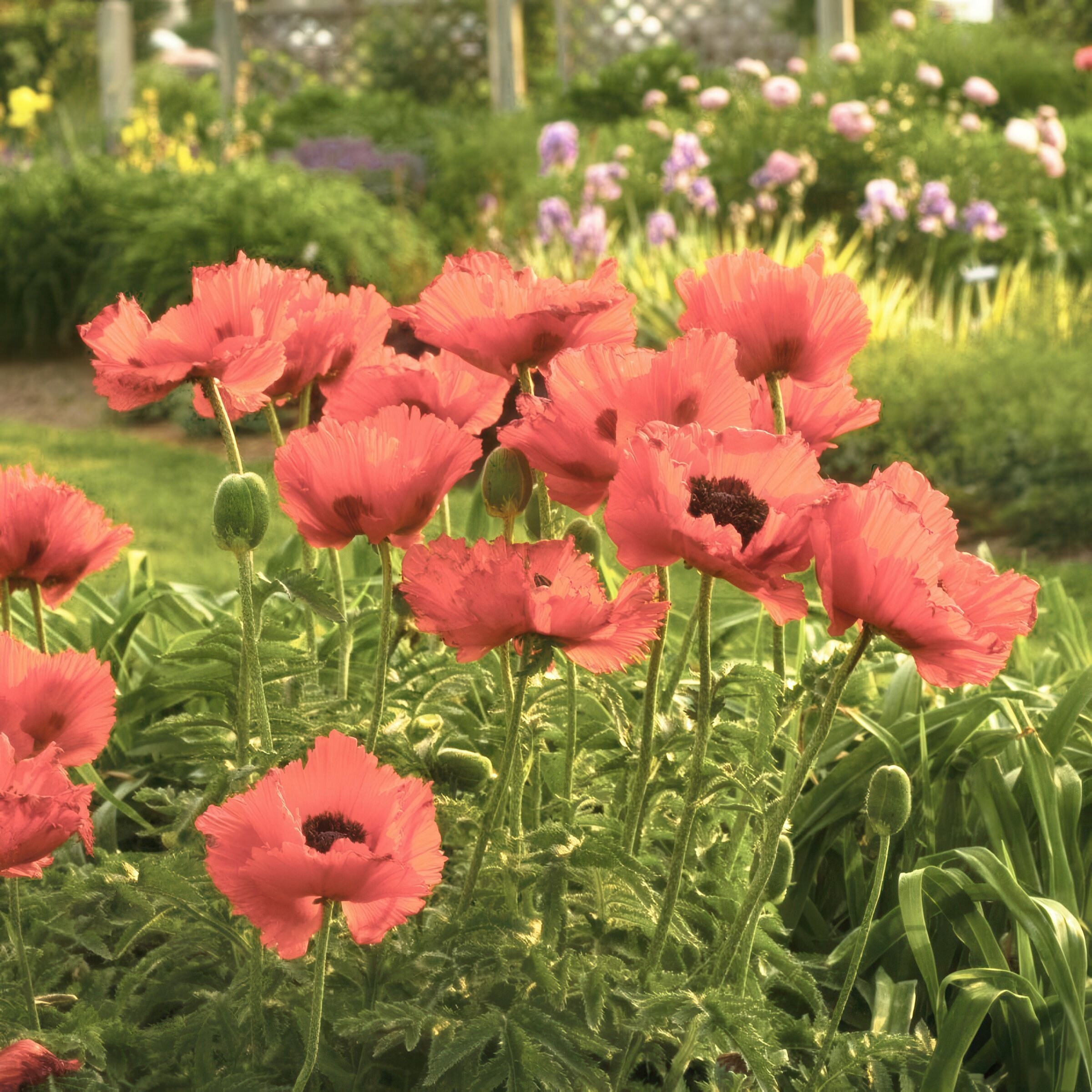 2024年最新入荷 National Plant Oriental Pink Passionate Papaver Pink Network シャツ/ブラウス(長袖/七分)