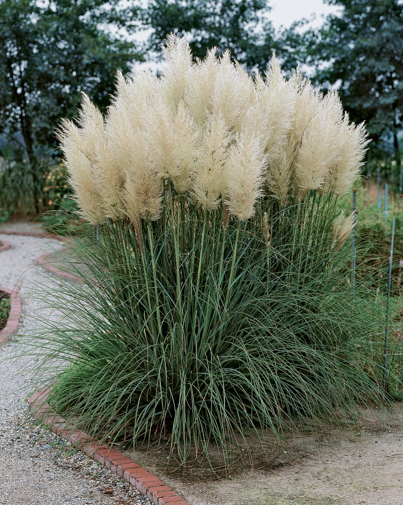 Direct Gardening 96051 Ornamental-Grasses - View #2