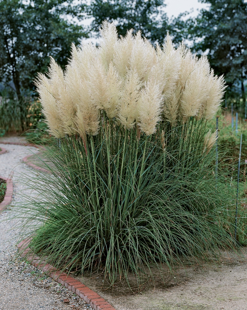 Gardens Alive! Pink Pampas Grass Live Perennial Plant - Fast Growing  Upright Ornamental Grass - Full Sun - 3-in Pot (1-Pack)