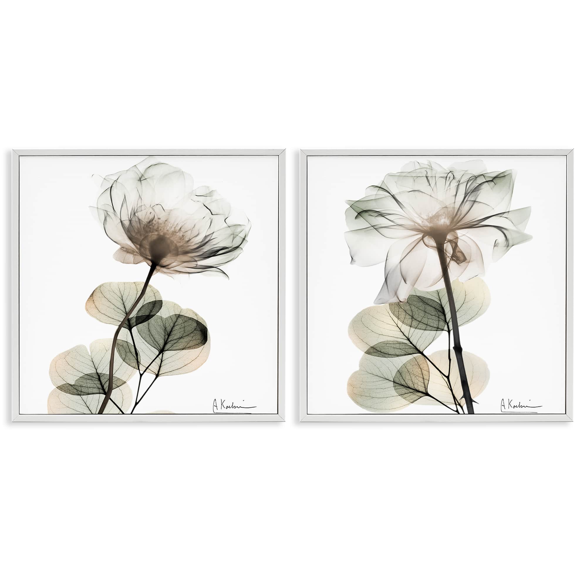 Stupell Industries B2-701-WFR-2PC-24X24 Cream Transparent Floral 2 Piece White Framed Giclee Art Set By Albert Koetsier 24 x 24