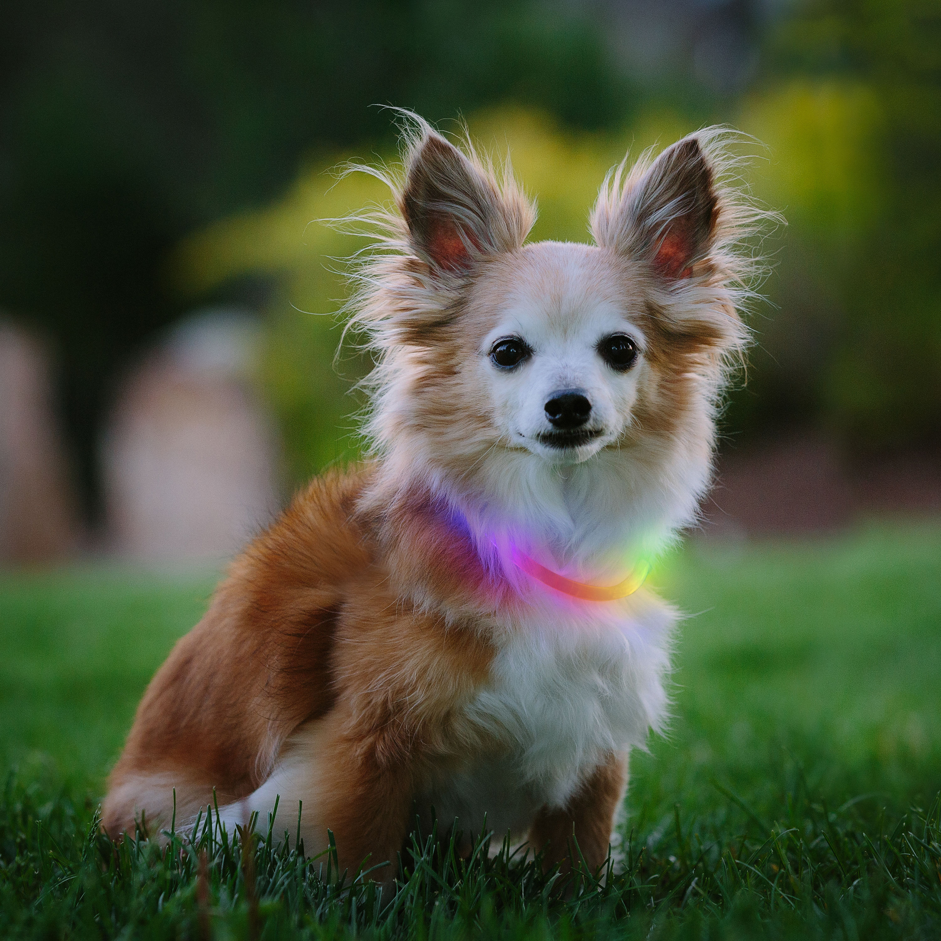 Nite Ize NHOMR-07S-R3 Dog-Collars-Harnesses - View #9