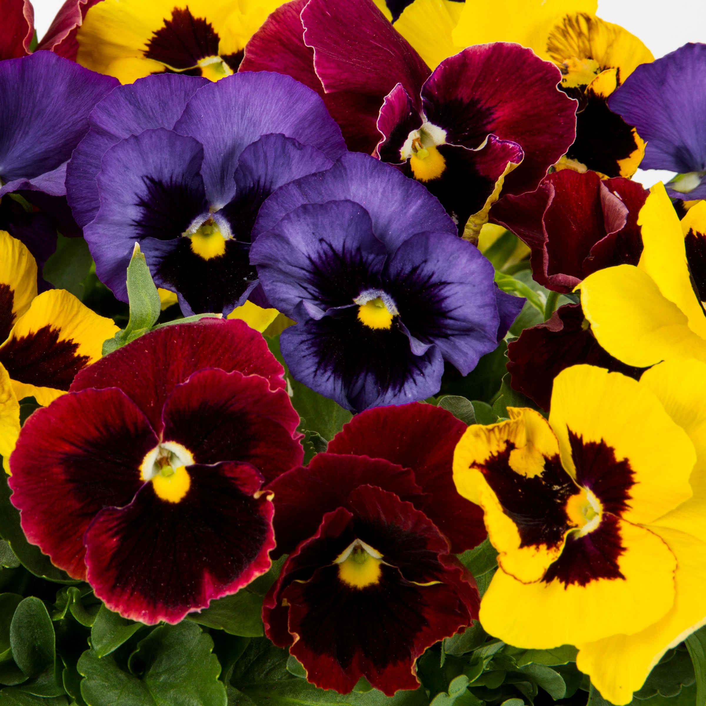 Ready Refill NURSERY annuals - View #2