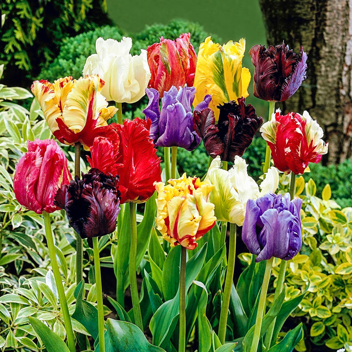 Breck's 72599 Plant-Bulbs - View #3