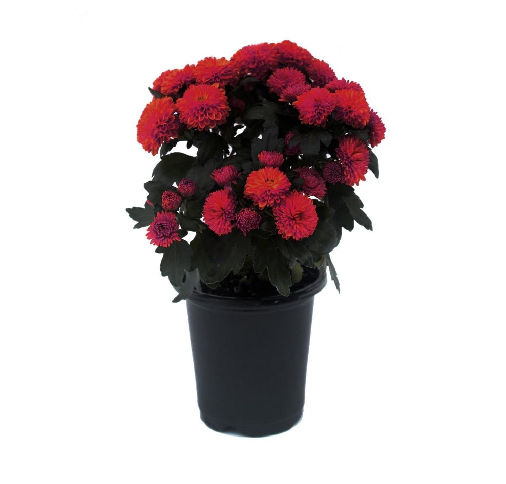 Lowe's NURSERY Red Mum in 1-Pint Pot