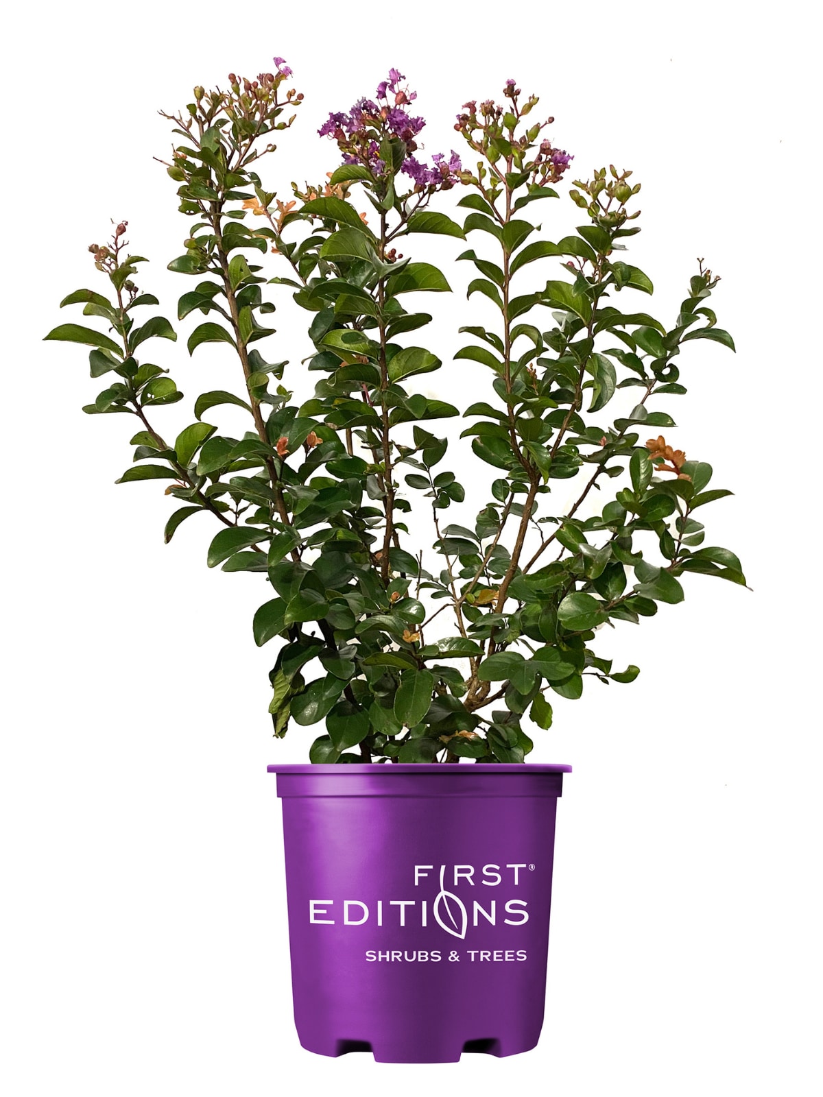 First Editions 3-Gallons Purple Flowering Purple Magic Crape Myrtle In ...