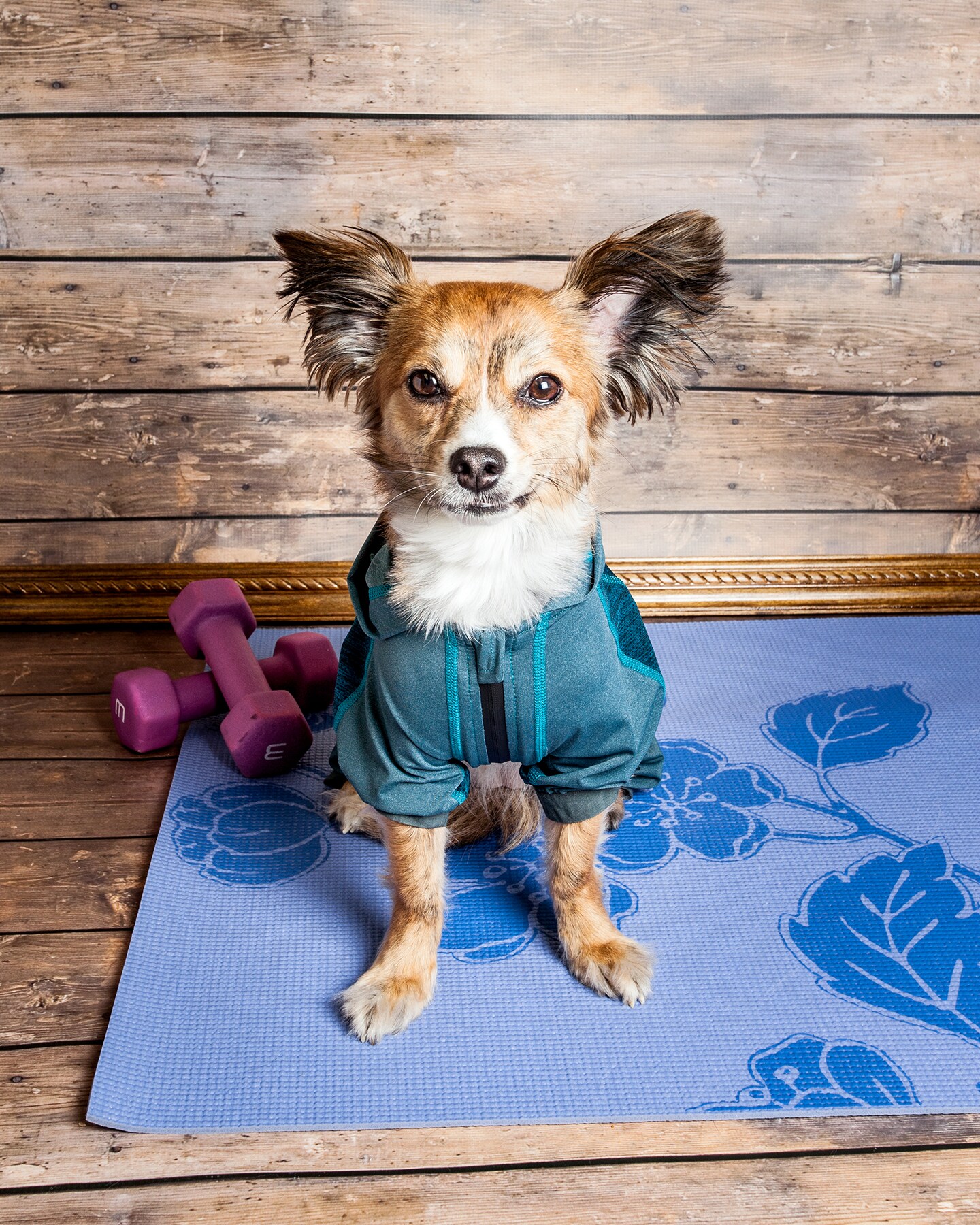 Dog Helios 'Namastail' Lightweight 4-Way Stretch Breathable Full Bodied Performance Yoga Dog Hoodie Tracksuit - Blue - Medium