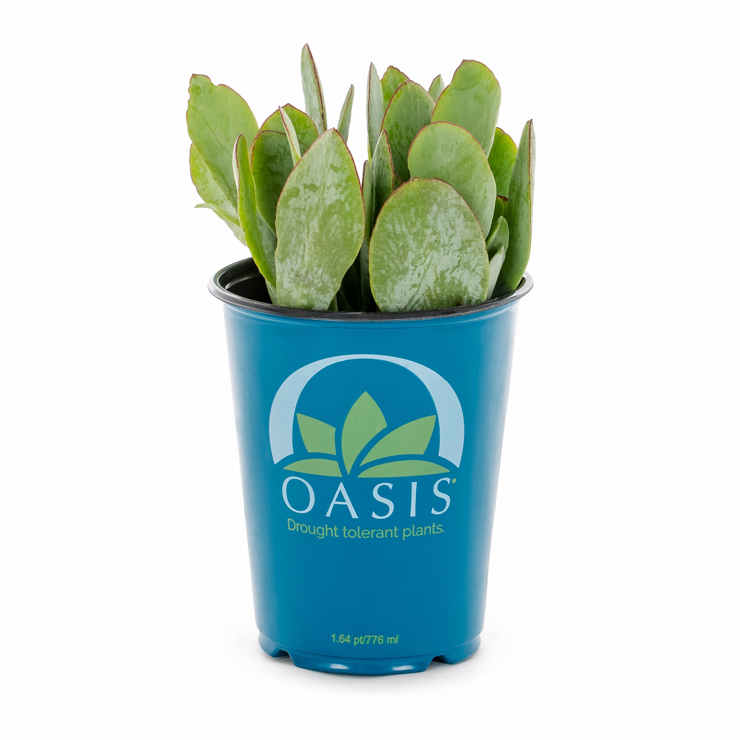 Lowe's 937381 Cacti-Succulents - View #3