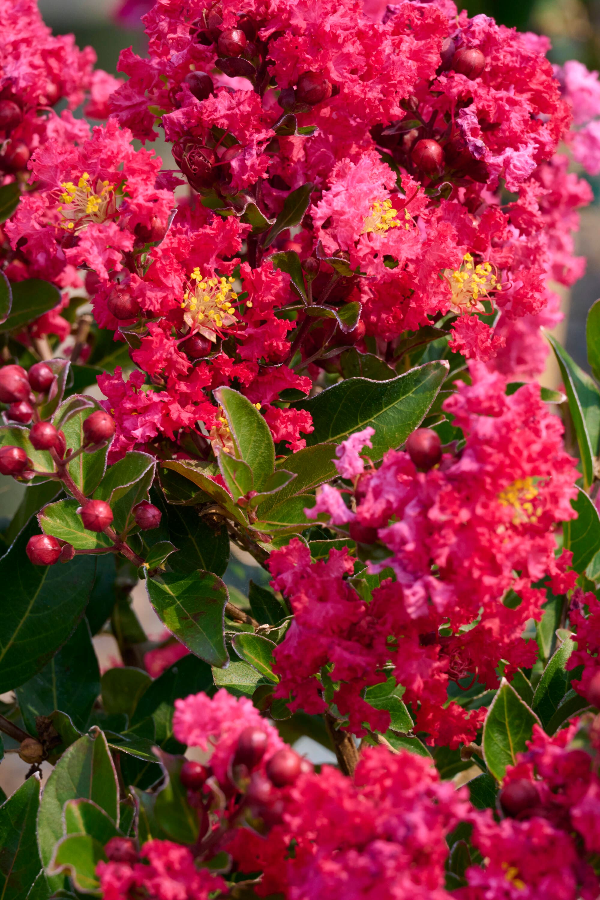 Monrovia 4883313 shrubs - View #4
