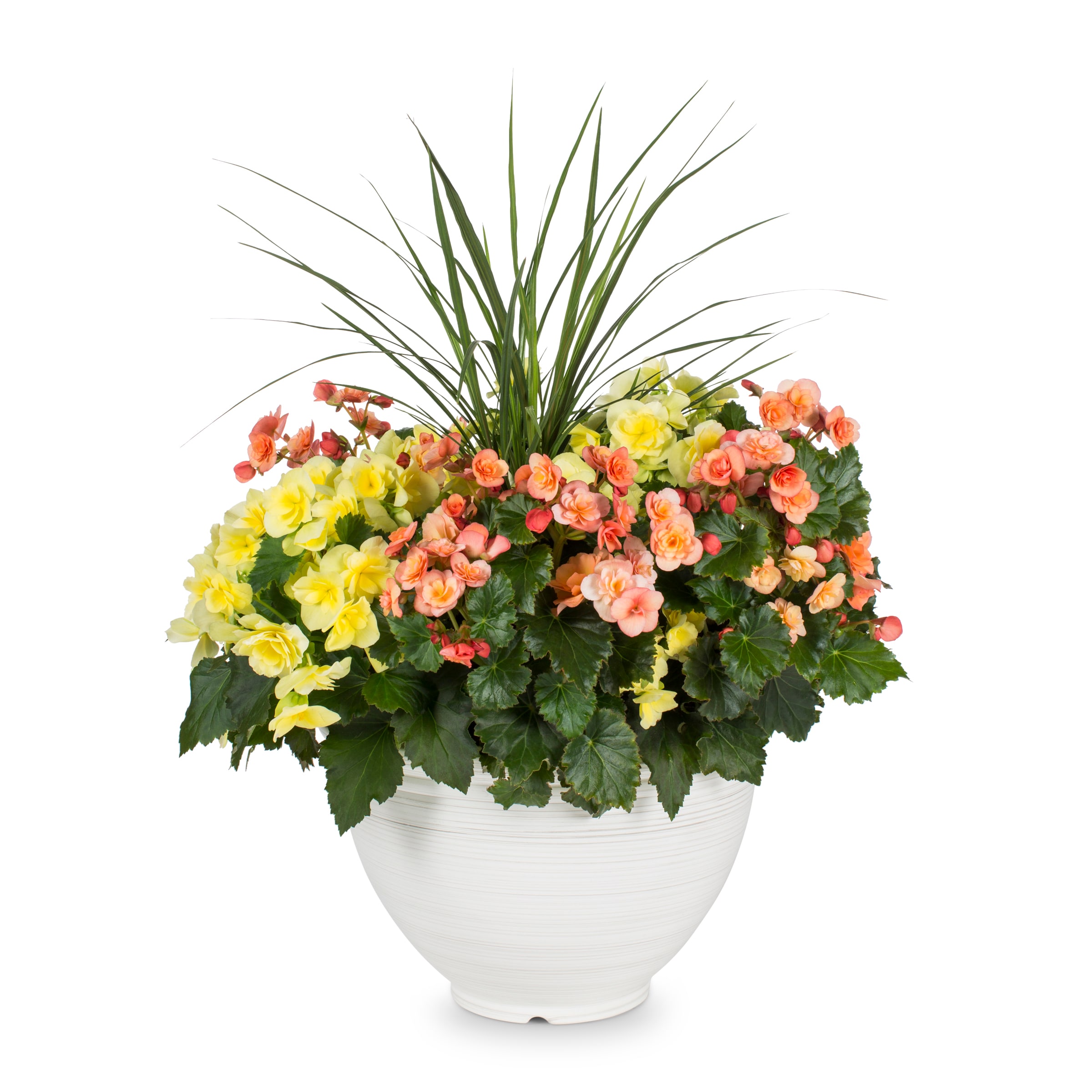 Lowe's 1613038 Multicolor Begonia in 3.00 Gallon(s) Planter