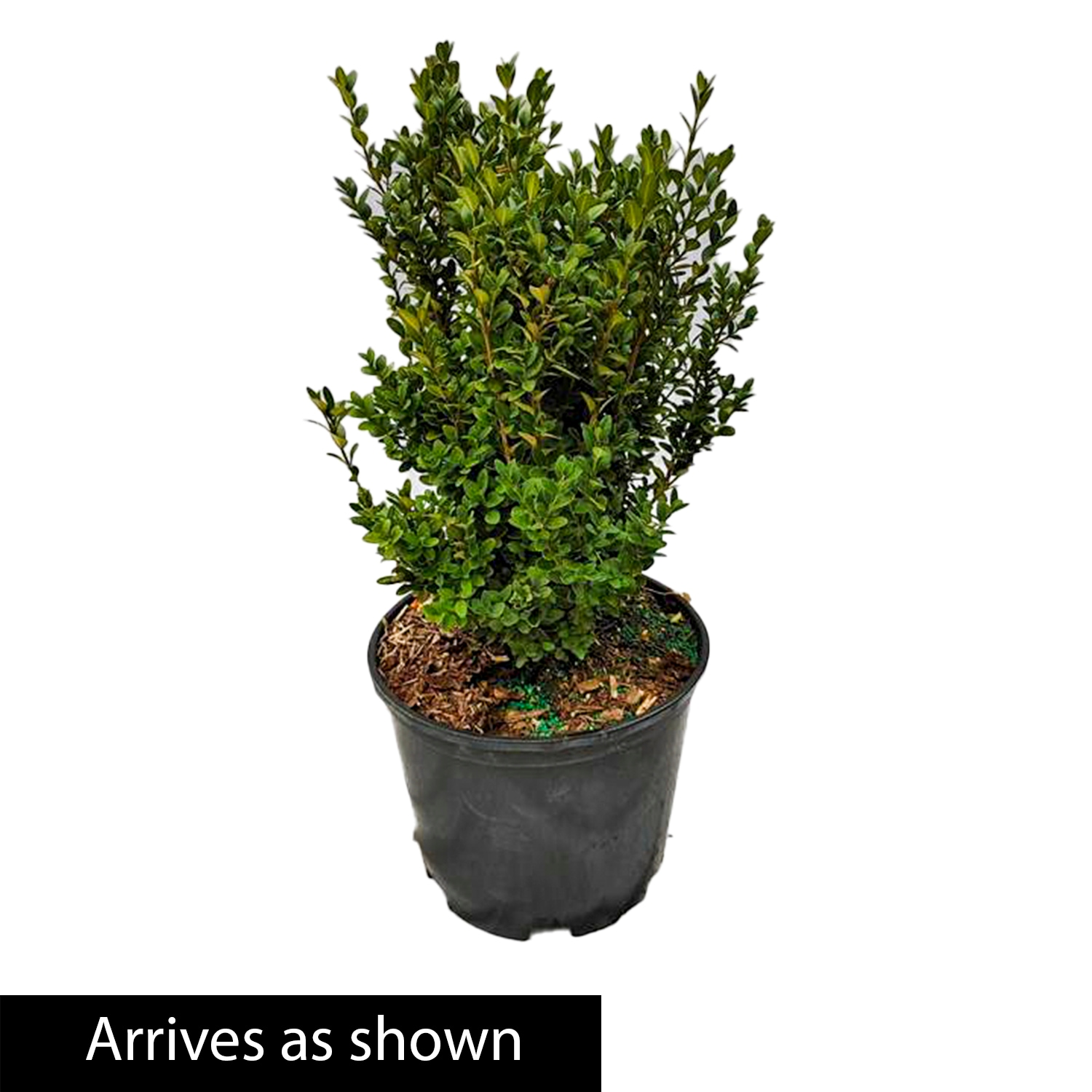 Spring Hill Nurseries 92306 shrubs - View #4
