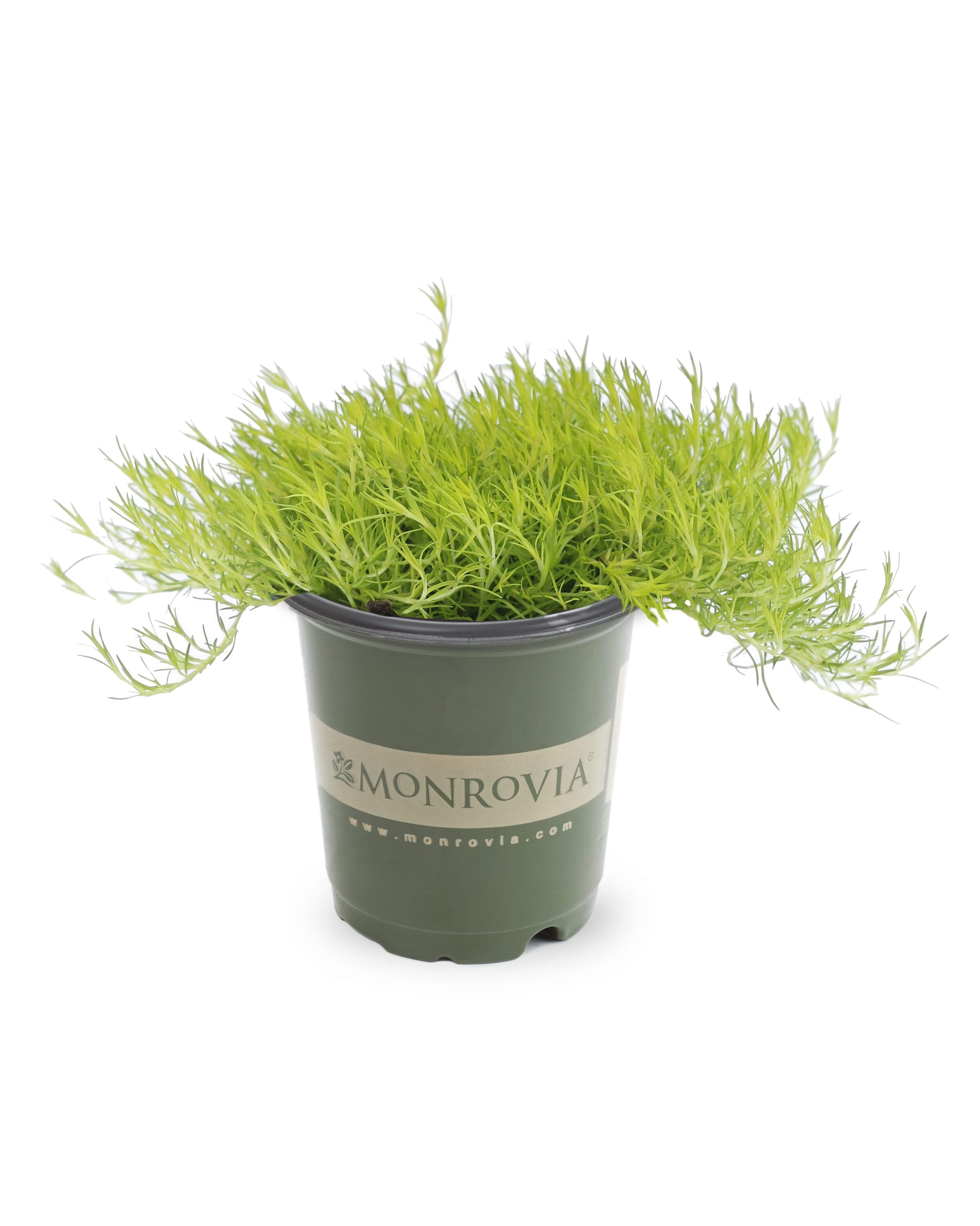 Lowe's 1 -Pint White Scotch Moss 1 -Pack