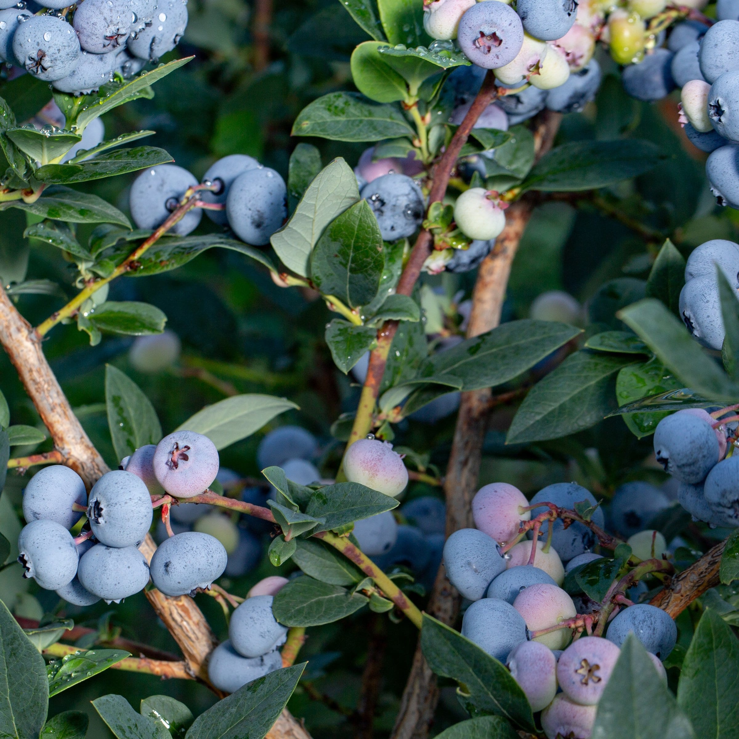 National Plant Network LW1897 1 -Pack Blueberry Plant in Pot Spring to Summer