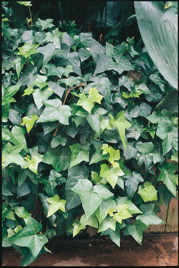  NURSERY 