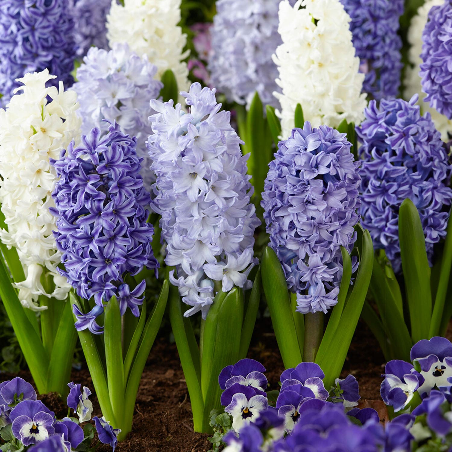 Garden State Bulb ECF-152-100-04 Multicolor Delft Blue Mixed Hyacinth Bulbs 100 Count