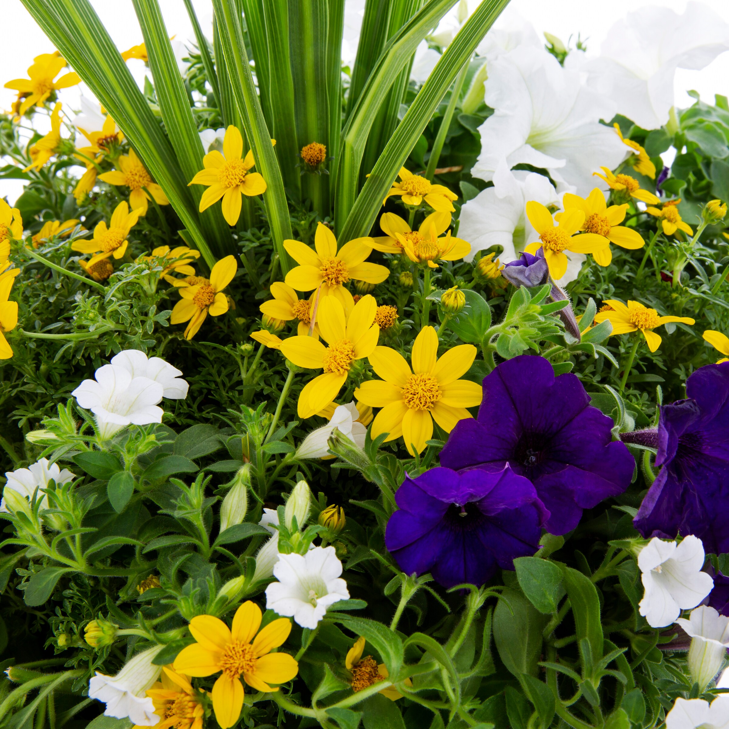 Ready Refill NURSERY annuals - View #2