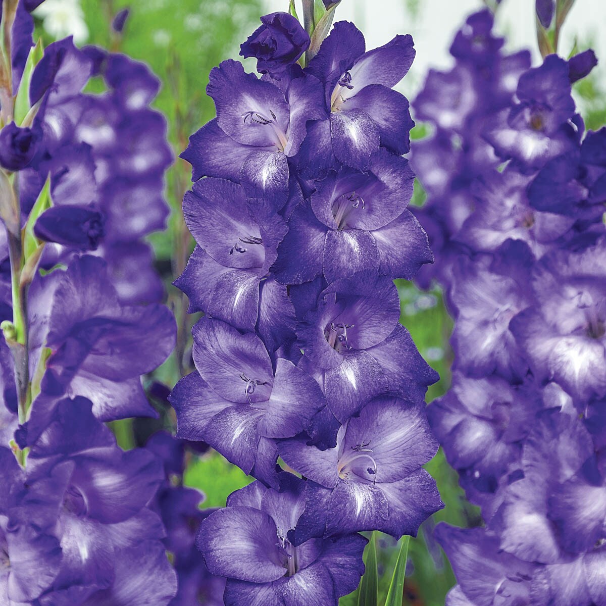 Breck's 01205 Purple Blue Isle Gladiolus Bulbs 100-Pack