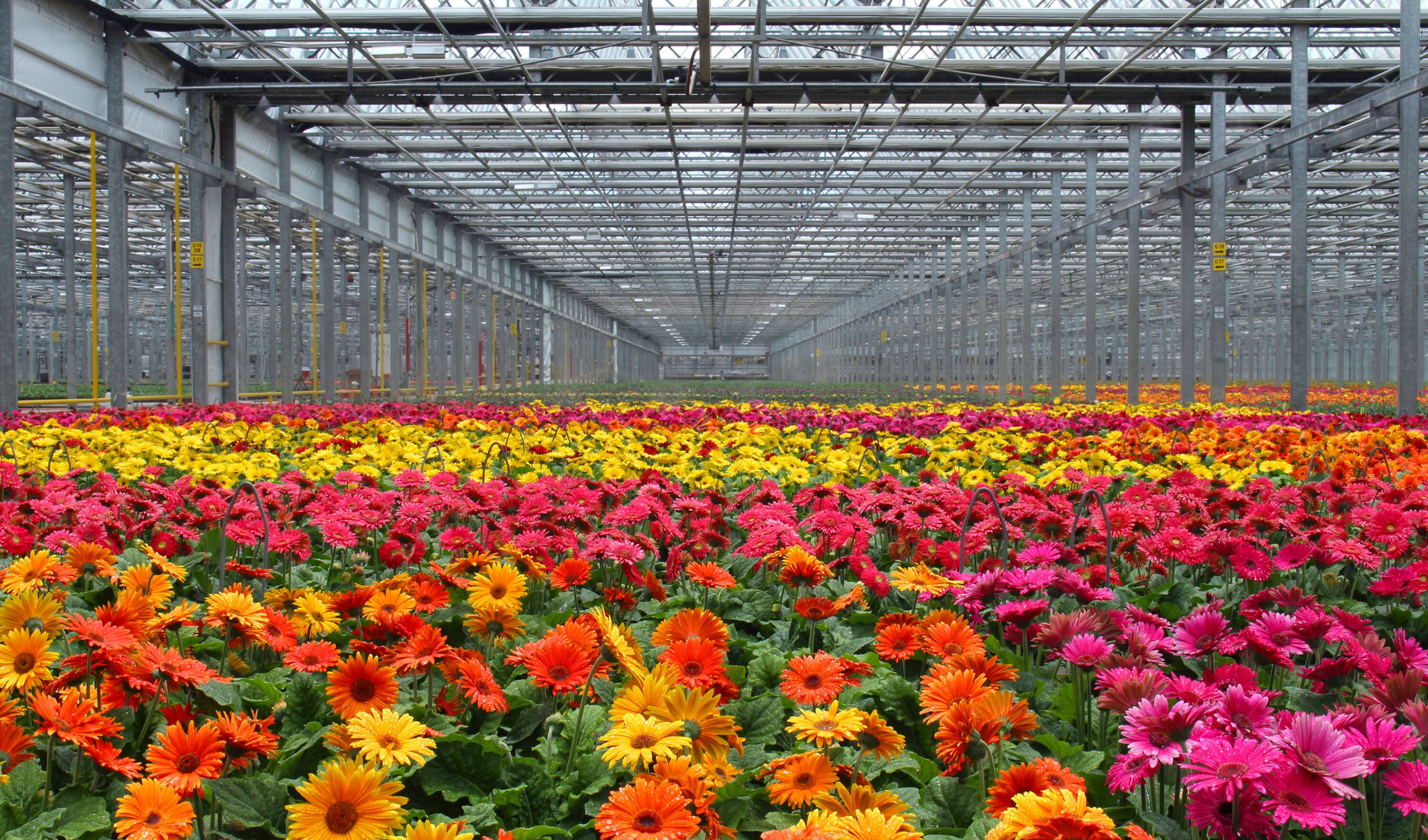 Monrovia 4821 annuals - View #3