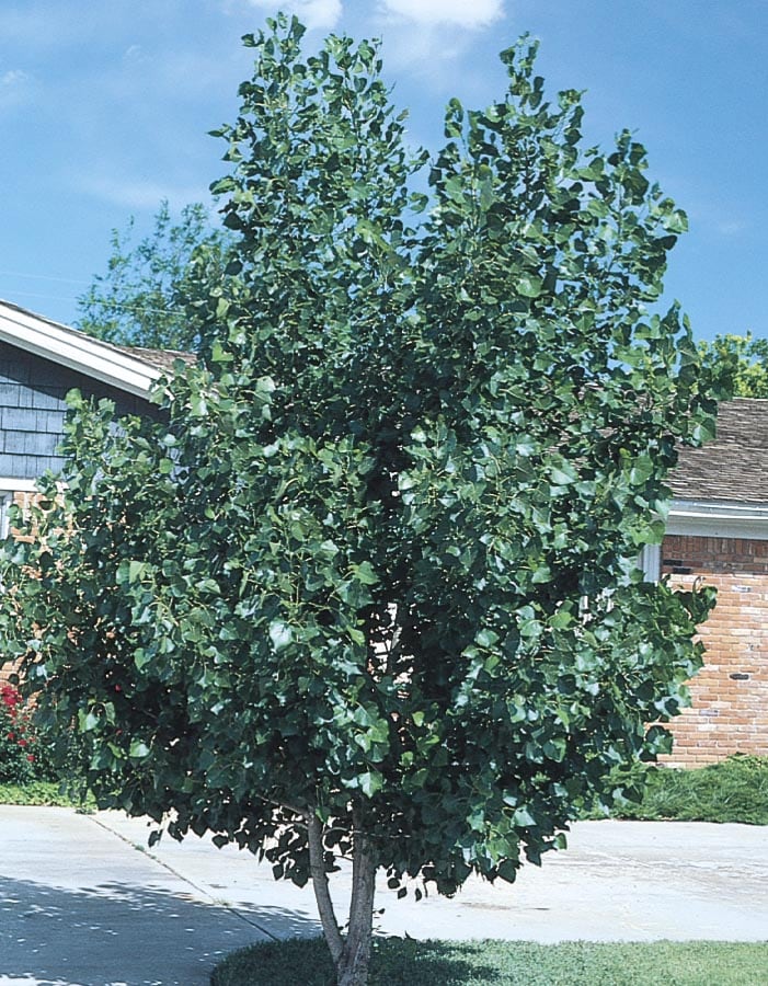  NURSERY 3.63-Gallon Shade Tree Quaking Aspen Clump In Pot (With Soil)