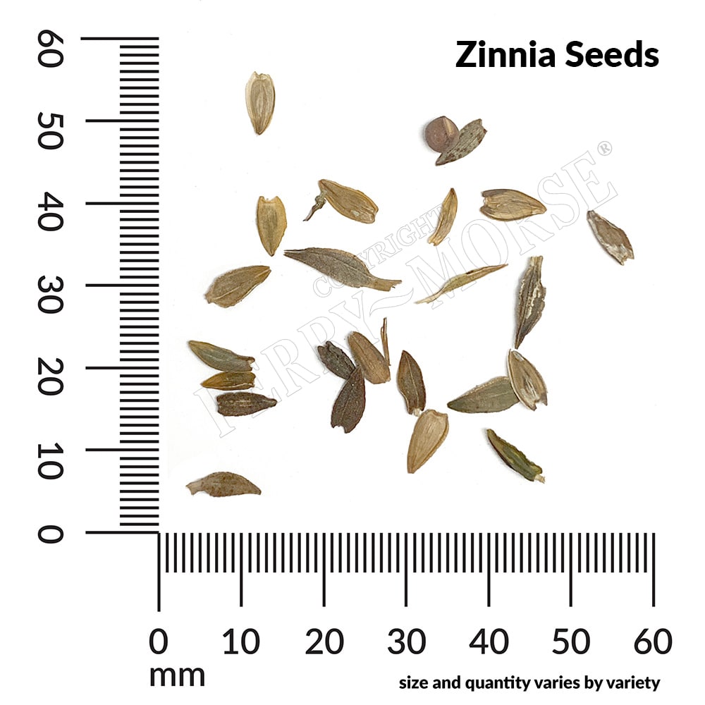 Ferry-Morse LC25.6757 seeds - View #4