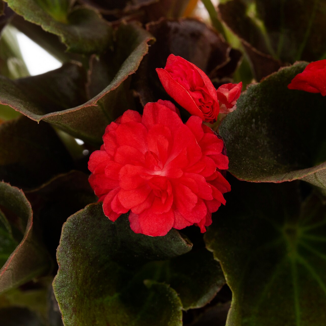 Proven Winners 5062 annuals - View #2