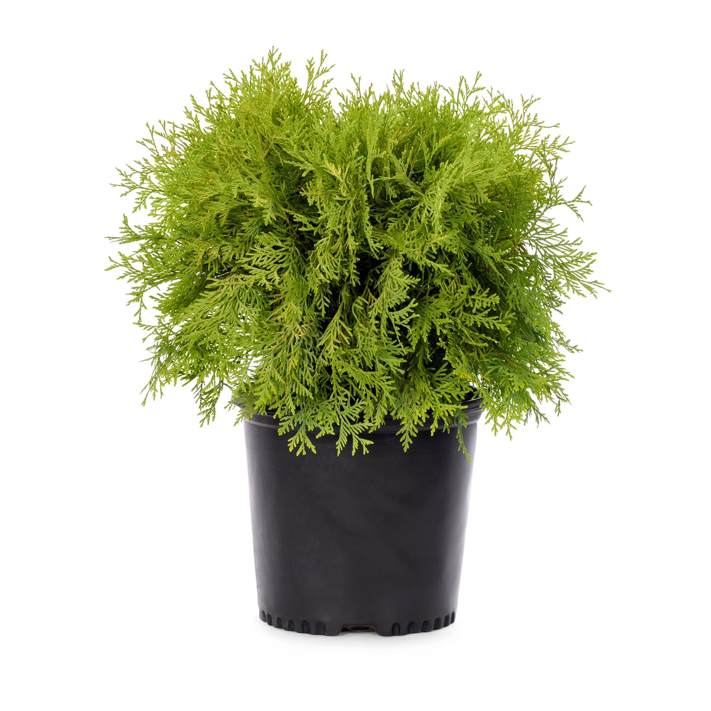 Lowe's Golden Globe Arborvitae Accent Shrub in 2.25-Gallon Pot in the ...