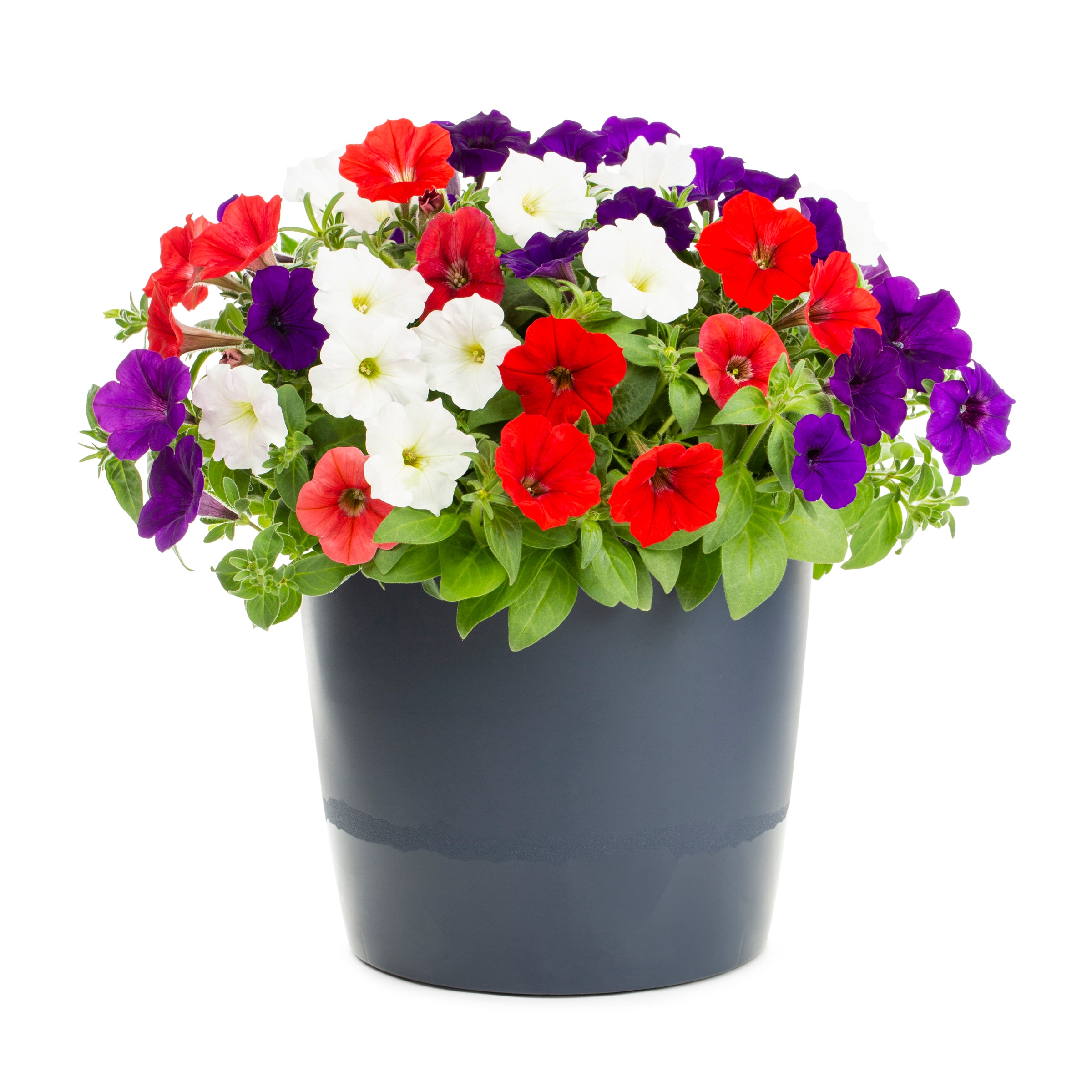 Lowe's NURSERY annuals - View #2