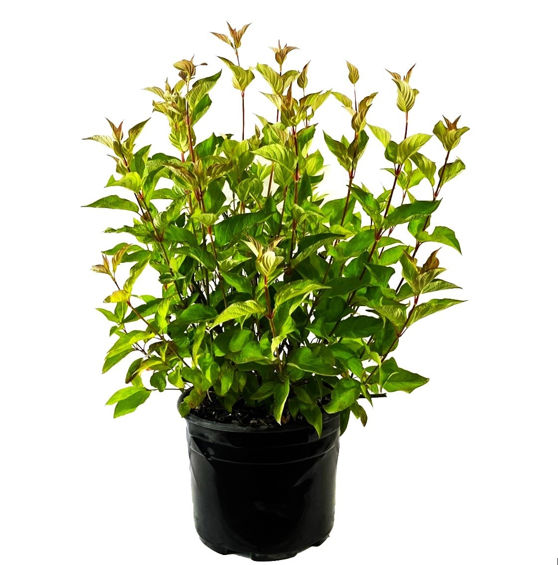  O200503 Red Twig Dogwood Flowering Shrub in 2.25 -Gallon Pot 1 -Pack with White Blooms