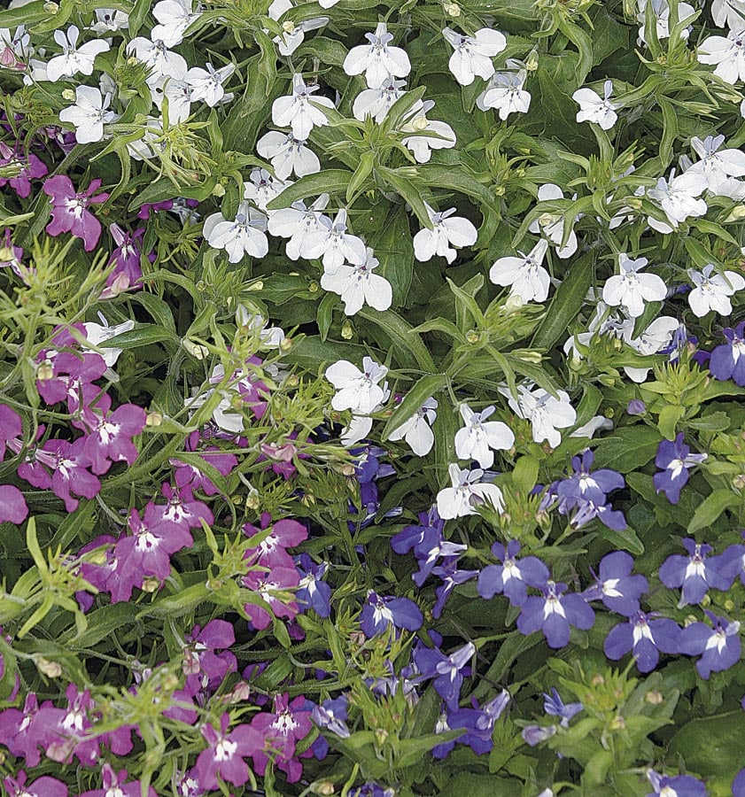 Lowe's Multicolor Lobelia in 6-Pack Tray in the Annuals department at ...