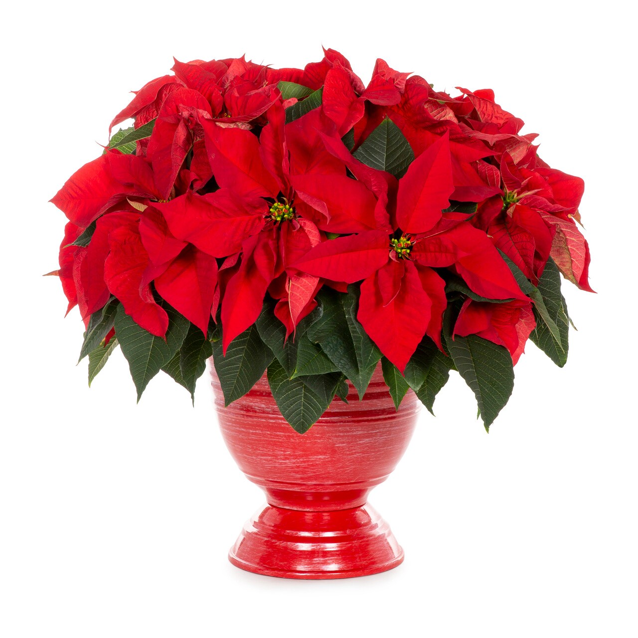 Lowe's 5340080 Fresh-Cut-Christmas-Decorations - View #3